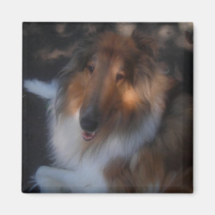 rough sable collie magnet
