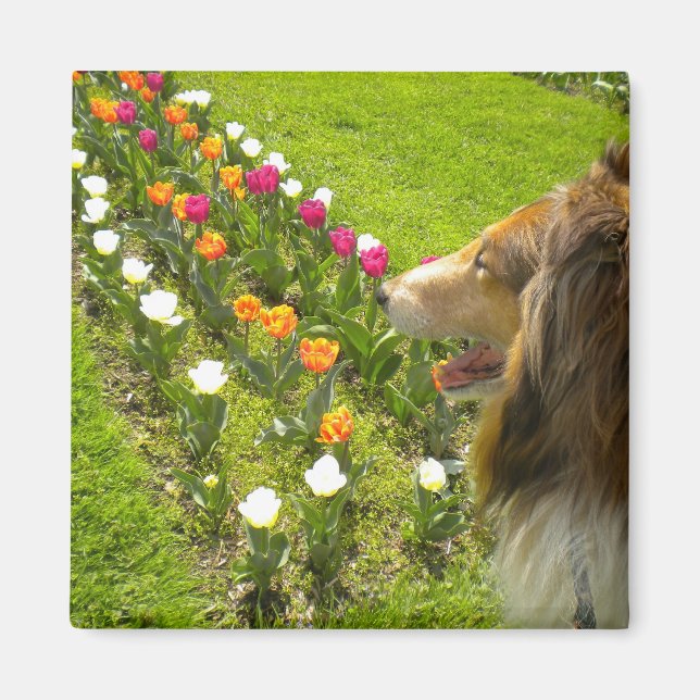 Rough Sable Collie N Tulips Magnet (Front)