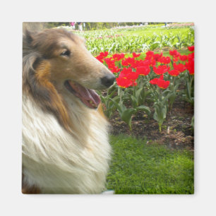 Rough Sable Collie n Tulips Magnet