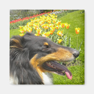 Rough Tri-Colour Collie n Tulips Magnet