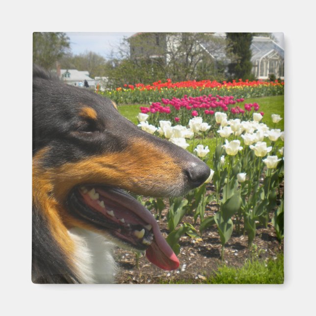 Rough Tri-Colour Collie n Tulips Magnet (Front)