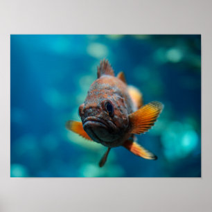 Rougheye Rockfish  Poster