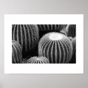 Round Cacti Poster