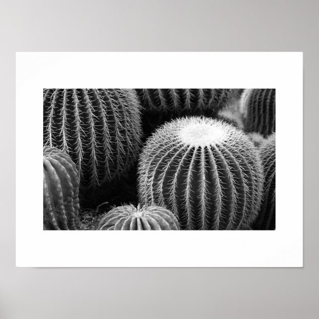 Round Cacti  Poster (Front)