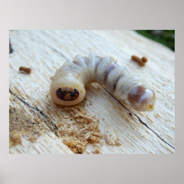Round Headed Borer Poster (Front)