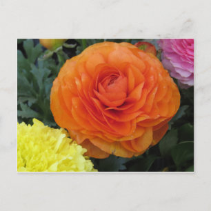 Round Orange Flower Postcard