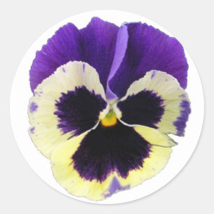 Round Purple and Yellow Pansy Stickers