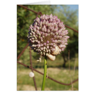 Round Purple Flower