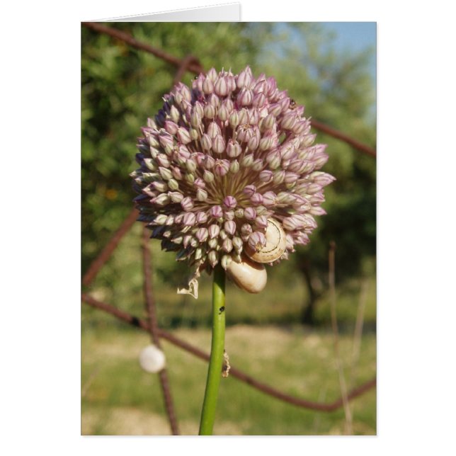 Round Purple Flower (Front)