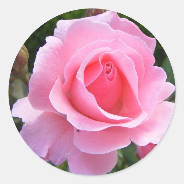 Round sticker with beautiful pink rose (Front)