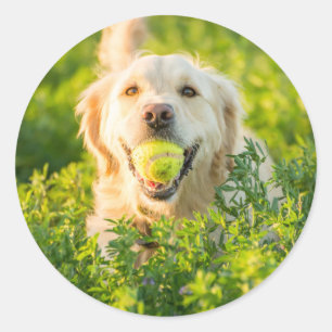 Round Sticker with portrait of Golden Retriever