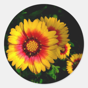 Round Stickers, golden daisies Classic Round Sticker