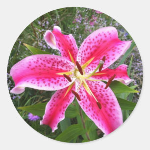 Round Stickers - Stargazer Lily