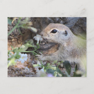 Round Tail Ground Squirrel Smelling the Flowers Postcard