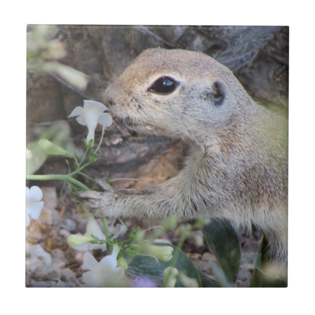 Round Tail Ground Squirrel Smelling the Flowers Tile (Front)