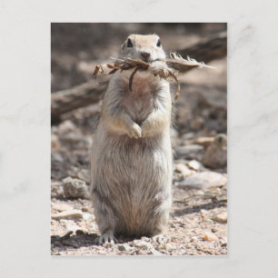 Round-Tailed Ground Squirrel Postcard