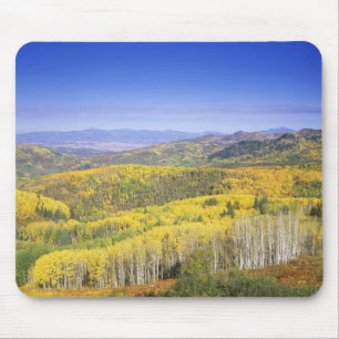 Routt National Forest in Autumn colour, near Mouse Mat