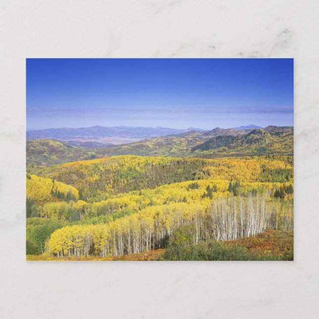 Routt National Forest in Autumn colour, near Postcard (Front)