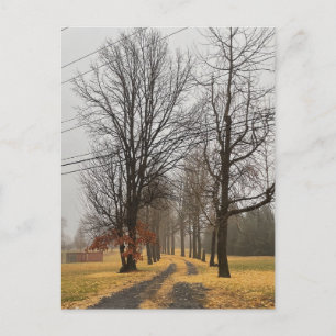 Row of Autumn Trees Postcard