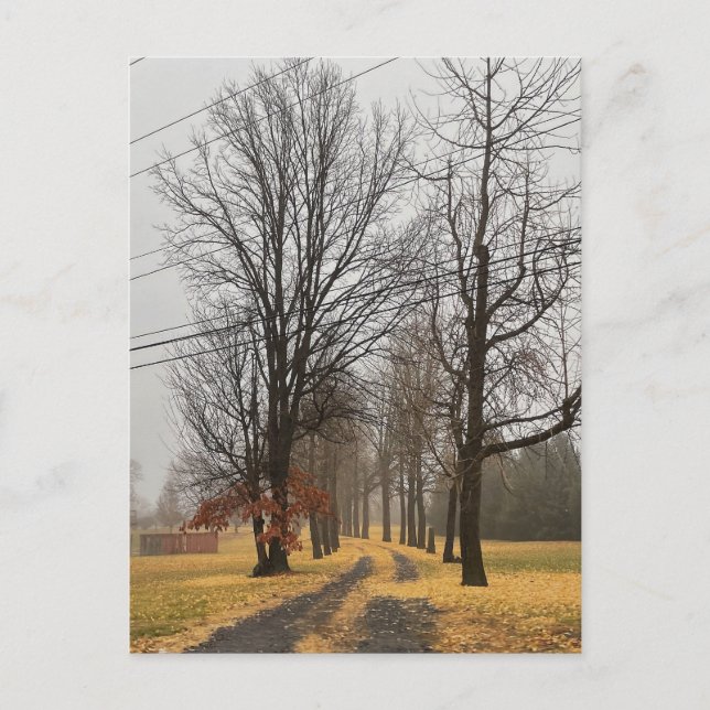 Row of Autumn Trees Postcard (Front)