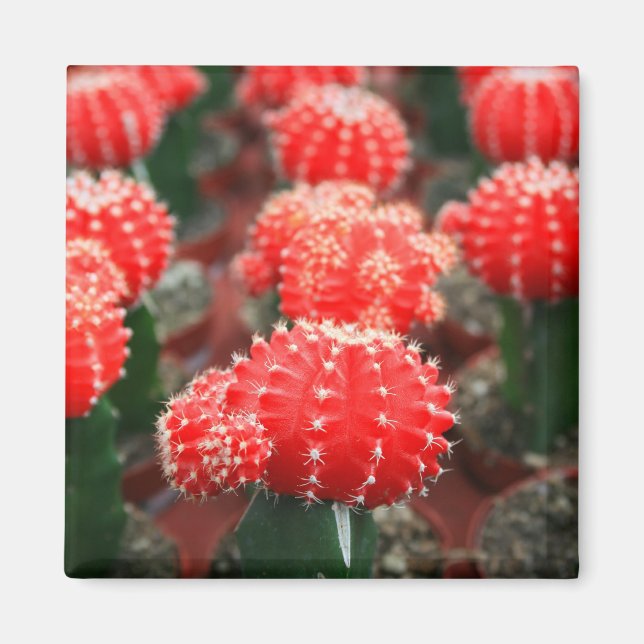 Row Of Cactuses Magnet (Front)
