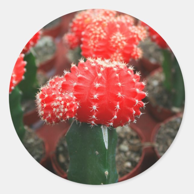 Row Of Cactuses Sticker (Front)