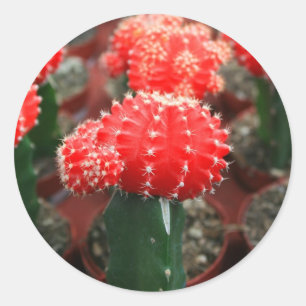 Row Of Cactuses Sticker