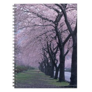 Row of cherryblossom trees notebook