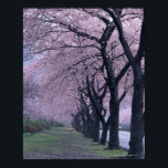 Row of cherryblossom trees poster<br><div class="desc">AssetID: 122651146 / Datacraft Co Ltd / Row of cherryblossom trees _x000D_ _x000D_ A cherry blossom is the flower of any of several trees of genus Prunus , particularly the Japanese Cherry, Prunus serrulata , which is sometimes called sakura after the Japanese (桜 or 櫻; さくら). Many of the varieties...</div>