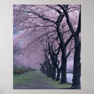 Row of cherryblossom trees poster