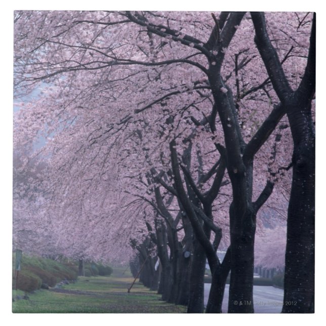 Row of cherryblossom trees tile (Front)