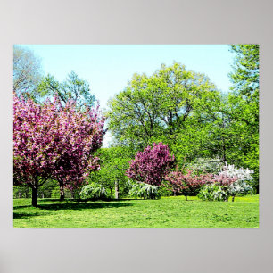 Row of Flowering Trees Prints & Posters