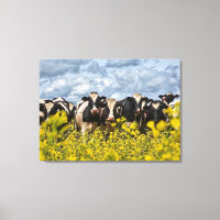 Row of Holstein Cows