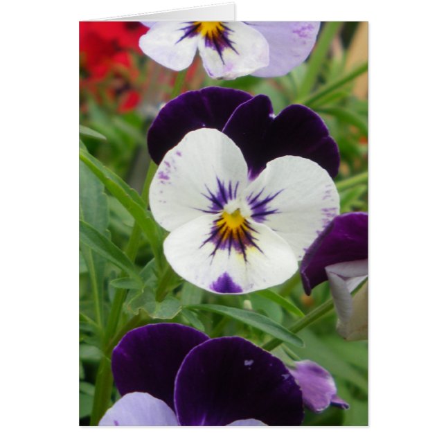 Row of Pansies (Front)
