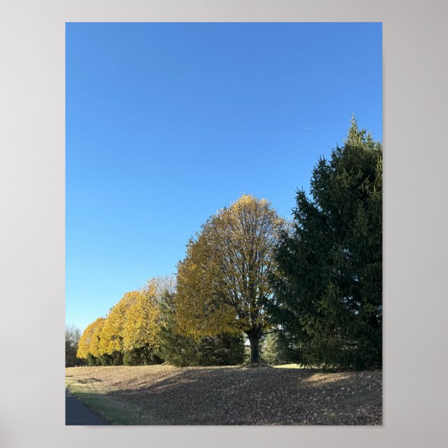 Row of Trees Poster (Front)