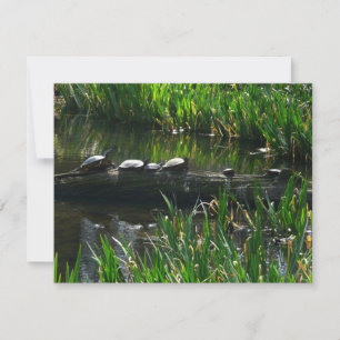 Row of Turtles Green Nature Photo Card