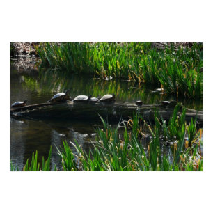 Row of Turtles Green Nature Photo Poster