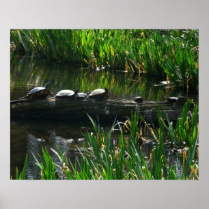 Row of Turtles Green Nature Photo Poster
