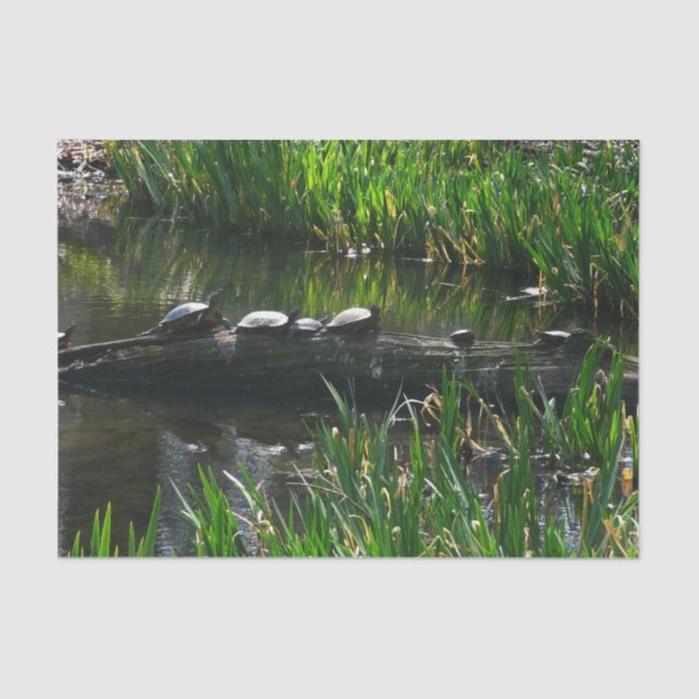 Row of Turtles Green Nature Photo Tissue Paper (Front)