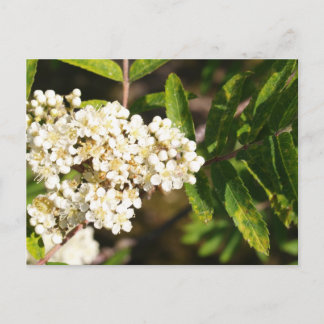Rowan in Bloom Postcard