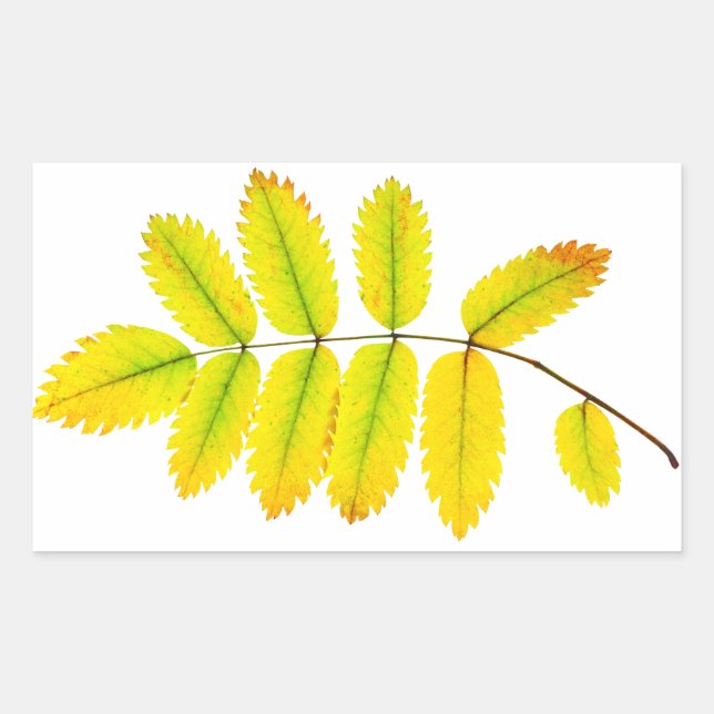 Rowan tree autumn leaves rectangular sticker (Front)