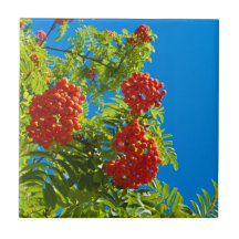 Rowan tree with red berries