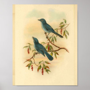 Rowley's Blue Flycatcher Bird Vintage Print