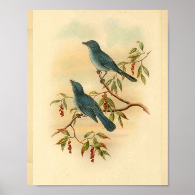 Rowley's Blue Flycatcher Bird Vintage Print (Front)