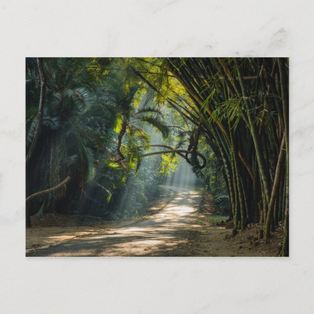 Rows of Bamboo Postcard (Front)