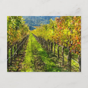 Rows of Grapevines in Napa Valley California Postcard