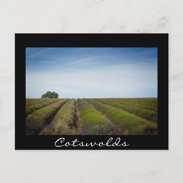 Rows of lavender after harvest black postcard (Front)