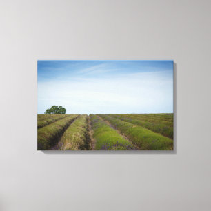 Rows of lavender after harvest canvas print