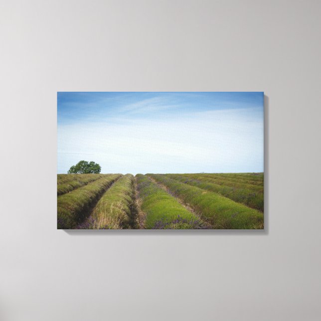 Rows of lavender after harvest canvas print (Front)