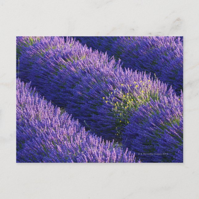 Rows of lavender in full bloom postcard (Front)